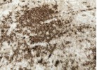 Тъкан килим MAGNOLIA 563 cream/brown
